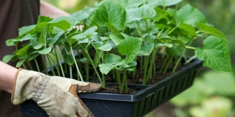 Как да обработваме домати, чушки и краставици при засаждане в открита земя